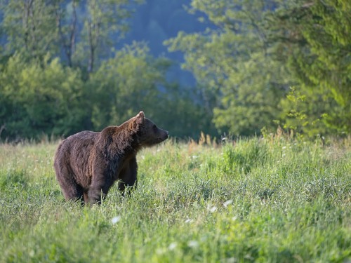 Niedźwiedź brunatny (ang. Brown Bear łac. Ursus arctos)  5372 - Fotografia Przyrodnicza - WlodekSmardz.pl