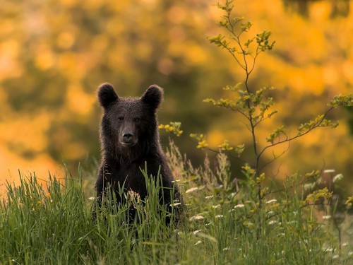 Niedźwiedź brunatny (ang. Brown Bear łac. Ursus arctos)  5810 - Fotografia Przyrodnicza - WlodekSmardz.pl