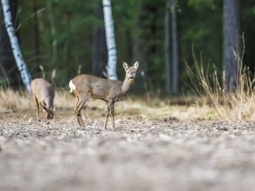 Sarna (ang. Roe-deer, łac. Capreolus capreolus) - 7618 - Fotografia Przyrodnicza - WlodekSmardz.pl