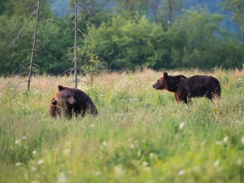 Niedźwiedź brunatny (ang. Brown Bear łac. Ursus arctos)  5617 - Fotografia Przyrodnicza - WlodekSmardz.pl