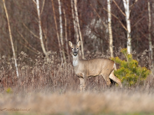 Sarna (ang. Roe-deer, łac. Capreolus capreolus) - 3178 - Fotografia Przyrodnicza - WlodekSmardz.pl