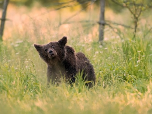 Niedźwiedź brunatny (ang. Brown Bear łac. Ursus arctos)  5821 - Fotografia Przyrodnicza - WlodekSmardz.pl
