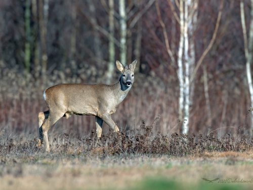 Sarna (ang. Roe-deer, łac. Capreolus capreolus) - 3253 - Fotografia Przyrodnicza - WlodekSmardz.pl