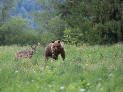 Niedźwiedź brunatny (ang. Brown Bear łac. Ursus arctos)  4763 - Fotografia Przyrodnicza - WlodekSmardz.pl