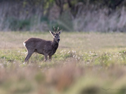 Sarna (ang. Roe-deer, łac. Capreolus capreolus) - 8578 - Fotografia Przyrodnicza - WlodekSmardz.pl