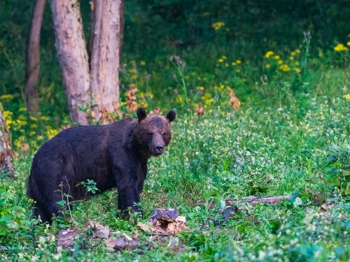 Niedźwiedź brunatny (ang. Brown Bear łac. Ursus arctos) -0974- Fotografia Przyrodnicza - WlodekSmardz.pl