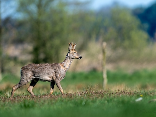 Sarna (ang. Roe-deer, łac. Capreolus capreolus) - 9118 - Fotografia Przyrodnicza - WlodekSmardz.pl
