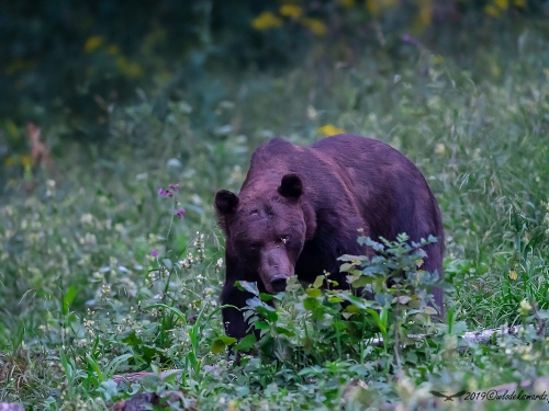 Niedźwiedź brunatny (ang. Brown Bear łac. Ursus arctos) 0418 - Fotografia Przyrodnicza - WlodekSmardz.pl
