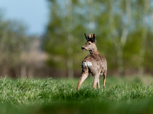 Sarna (ang. Roe-deer, łac. Capreolus capreolus) - 9149- Fotografia Przyrodnicza - WlodekSmardz.pl