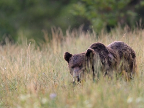 Niedźwiedź brunatny (ang. Brown Bear łac. Ursus arctos) 2948 - Fotografia Przyrodnicza - WlodekSmardz.pl