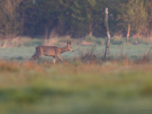 Sarna (ang. Roe-deer, łac. Capreolus capreolus) - 5310- Fotografia Przyrodnicza - WlodekSmardz.pl