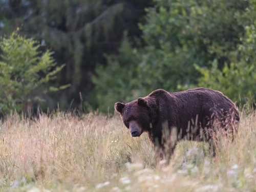 Niedźwiedź brunatny (ang. Brown Bear łac. Ursus arctos) 3622 - Fotografia Przyrodnicza - WlodekSmardz.pl