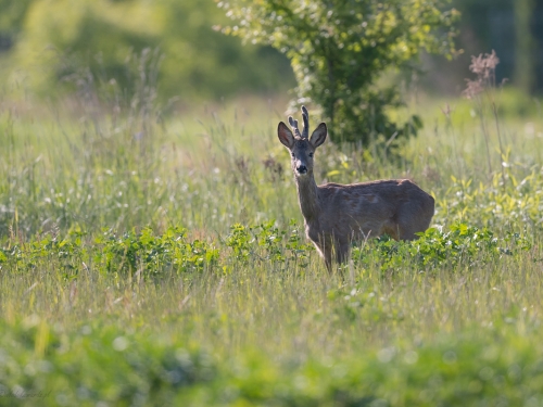 Sarna (ang. Roe-deer, łac. Capreolus capreolus) - 7383- Fotografia Przyrodnicza - WlodekSmardz.pl