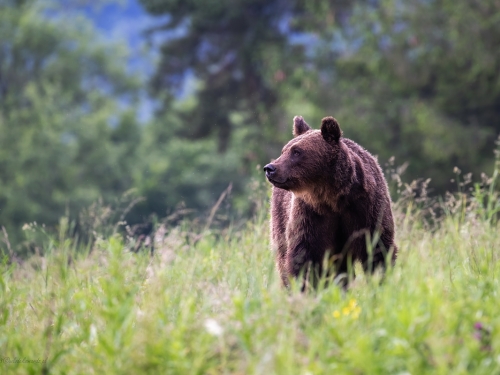 Niedźwiedź brunatny (ang. Brown Bear łac. Ursus arctos) 2050 - Fotografia Przyrodnicza - WlodekSmardz.pl