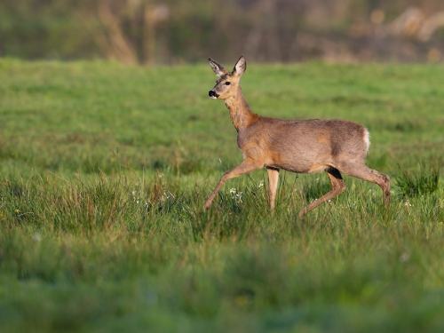 Sarna (ang. Roe-deer, łac. Capreolus capreolus) - 7895 - Fotografia Przyrodnicza - WlodekSmardz.pl