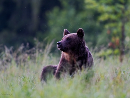 Niedźwiedź brunatny (ang. Brown Bear łac. Ursus arctos) 3646 - Fotografia Przyrodnicza - WlodekSmardz.pl