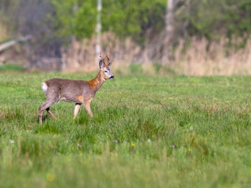 Sarna (ang. Roe-deer, łac. Capreolus capreolus) - 8154 - Fotografia Przyrodnicza - WlodekSmardz.pl
