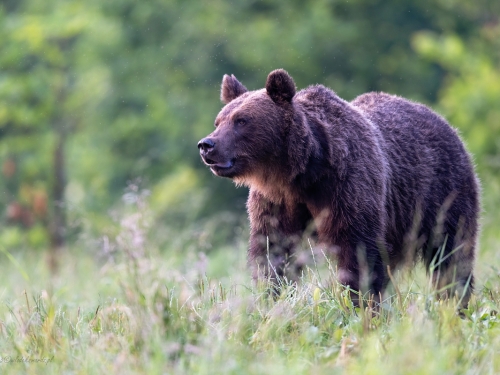 Niedźwiedź brunatny (ang. Brown Bear łac. Ursus arctos) 3758 - Fotografia Przyrodnicza - WlodekSmardz.pl