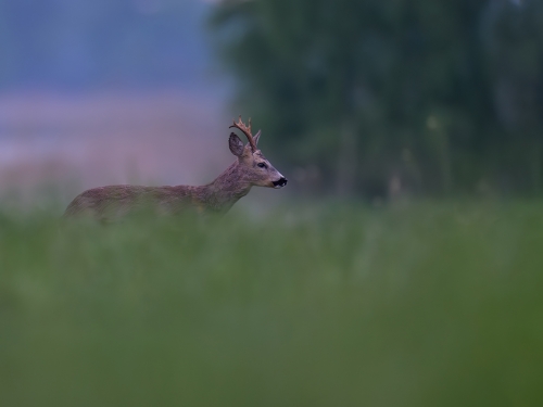 Sarna (ang. Roe-deer, łac. Capreolus capreolus) - 9102 - Fotografia Przyrodnicza - WlodekSmardz.pl