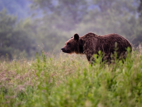 Niedźwiedź brunatny (ang. Brown Bear łac. Ursus arctos) 4031 - Fotografia Przyrodnicza - WlodekSmardz.pl