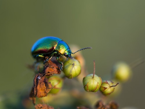 Złotka jasnotowa (ac. (Chrysolina fastuosa ) - 6353 - Fotografia Przyrodnicza - WlodekSmardz.pl