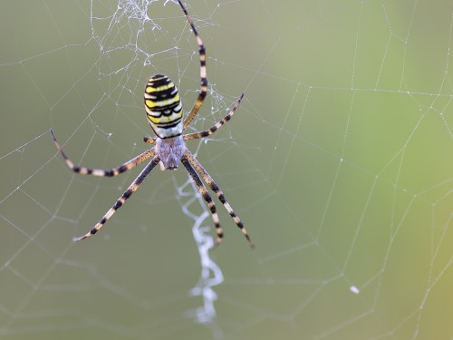 Tygrzyk paskowany (łac. Argiope bruennichi ) - 6338 - Fotografia Przyrodnicza - WlodekSmardz.pl