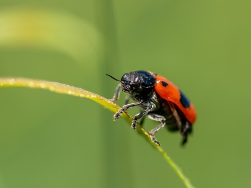 Moszenica czterokropka (łac. Clytra quadripunctata) - 6885- Fotografia Przyrodnicza - WlodekSmardz.pl