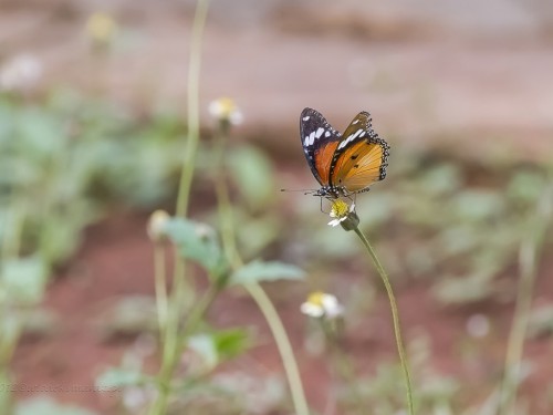 Motyl - 1060 - Fotografia Przyrodnicza - WlodekSmardz.pl