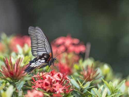 Motyl - 6347 - Fotografia Przyrodnicza - WlodekSmardz.pl