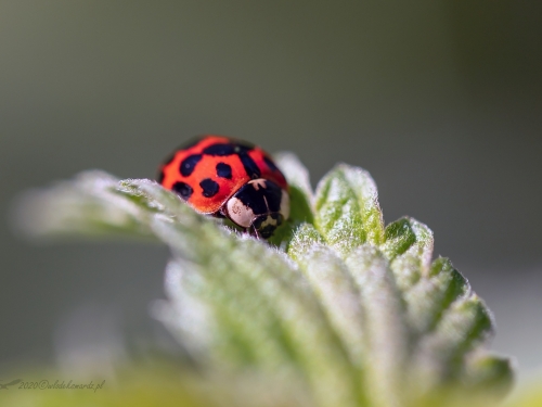 Biedronka azjatycka (łac. Harmonia axyridis) - 7592 - Fotografia Przyrodnicza - WlodekSmardz.pl