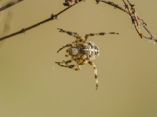 Krzyżak ogrodowy (łac. Araneus diadematus) - 8035 - Fotografia Przyrodnicza - WlodekSmardz.pl
