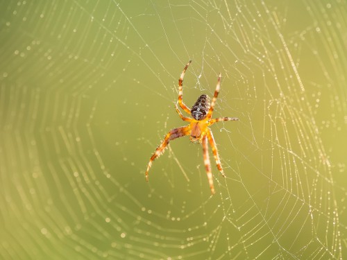 Krzyżak ogrodowy (łac. Araneus diadematus) - 8179 - Fotografia Przyrodnicza - WlodekSmardz.pl