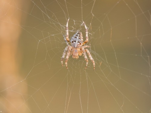 Krzyżak ogrodowy (łac. Araneus diadematus) - 8272 - Fotografia Przyrodnicza - WlodekSmardz.pl