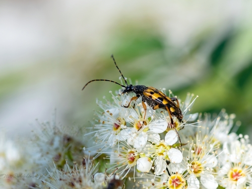 Strangalia plamista (łac. Rutpela maculata) - 1044 - Fotografia Przyrodnicza - WlodekSmardz.pl