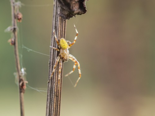 Krzyżak łąkowy (łac. Araneus quadratus) - 8427 - Fotografia Przyrodnicza - WlodekSmardz.pl