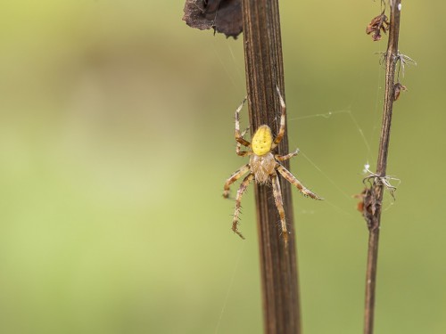 Krzyżak łąkowy (łac. Araneus quadratus) - 8438 - Fotografia Przyrodnicza - WlodekSmardz.pl