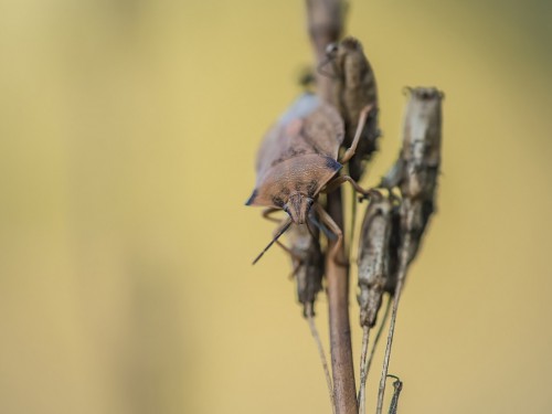 Tarczówka rudonoga (łac. Pentatoma rufipes) - 7971 - Fotografia Przyrodnicza - WlodekSmardz.pl