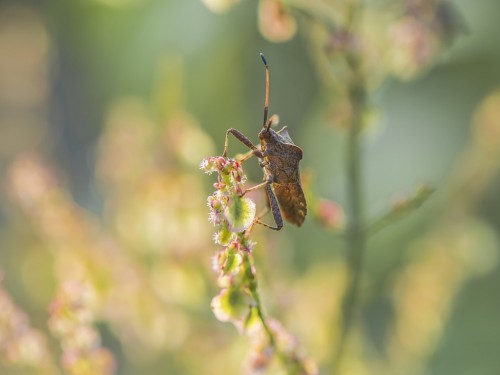 Tarczówka rudonoga (łac. Pentatoma rufipes) - 8002 - Fotografia Przyrodnicza - WlodekSmardz.pl