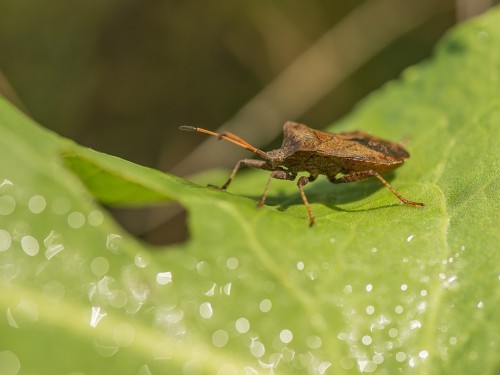 Tarczówka rudonoga (łac. Pentatoma rufipes) - 8334 - Fotografia Przyrodnicza - WlodekSmardz.pl