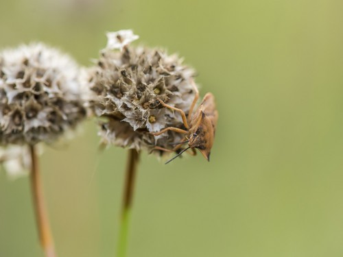 Tarczówka rudonoga (łac. Pentatoma rufipes) - 8394 - Fotografia Przyrodnicza - WlodekSmardz.pl