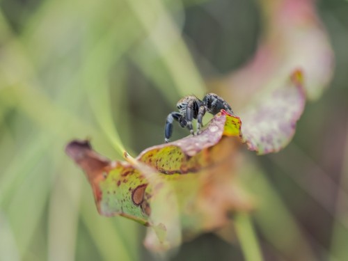 Pyrgun nazielny (łac. Evarcha arcuata) - 7800 - Fotografia Przyrodnicza - WlodekSmardz.pl