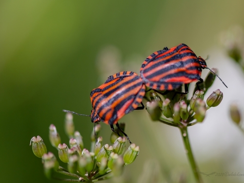 Strojnica baldaszkówka (łac. Graphosoma lineatum) - 0220 - Fotografia Przyrodnicza - WlodekSmardz.pl