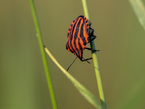 Strojnica baldaszkówka (łac. Graphosoma lineatum) - 0223 - Fotografia Przyrodnicza - WlodekSmardz.pl