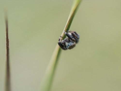 Pyrgun nazielny (łac. Evarcha arcuata) - 7844 - Fotografia Przyrodnicza - WlodekSmardz.pl