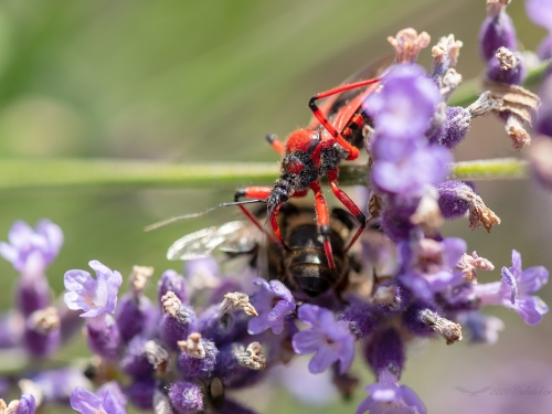 Srogoń baldaszkowiec (łac. Rhynocoris iracundus) - 0618 - Fotografia Przyrodnicza - WlodekSmardz.pl