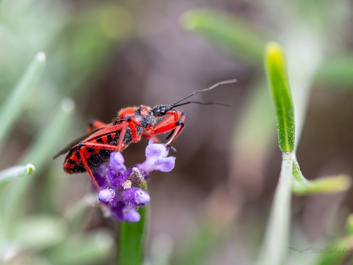 Srogoń baldaszkowiec (łac. Rhynocoris iracundus) - 0651 - Fotografia Przyrodnicza - WlodekSmardz.pl