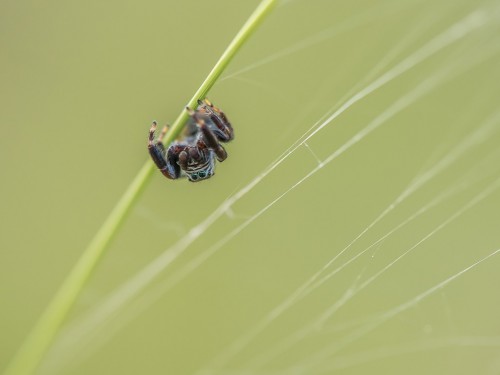 Pyrgun nazielny (łac. Evarcha arcuata) - 7865 - Fotografia Przyrodnicza - WlodekSmardz.pl