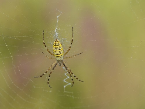 Tygrzyk paskowany (łac. Argiope bruennichi ) - 7494 - Fotografia Przyrodnicza - WlodekSmardz.pl