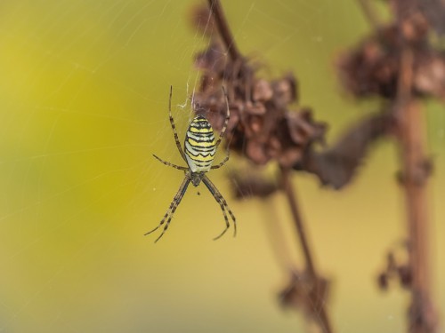 Tygrzyk paskowany (łac. Argiope bruennichi ) - 8442 - Fotografia Przyrodnicza - WlodekSmardz.pl