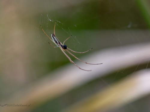 Kwadratnik trzcinowy (łac. Tetragnatha extensa ) - 7550 - Fotografia Przyrodnicza - WlodekSmardz.pl